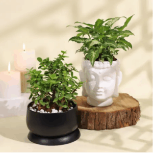 Jade Plant in Ceramic Planter